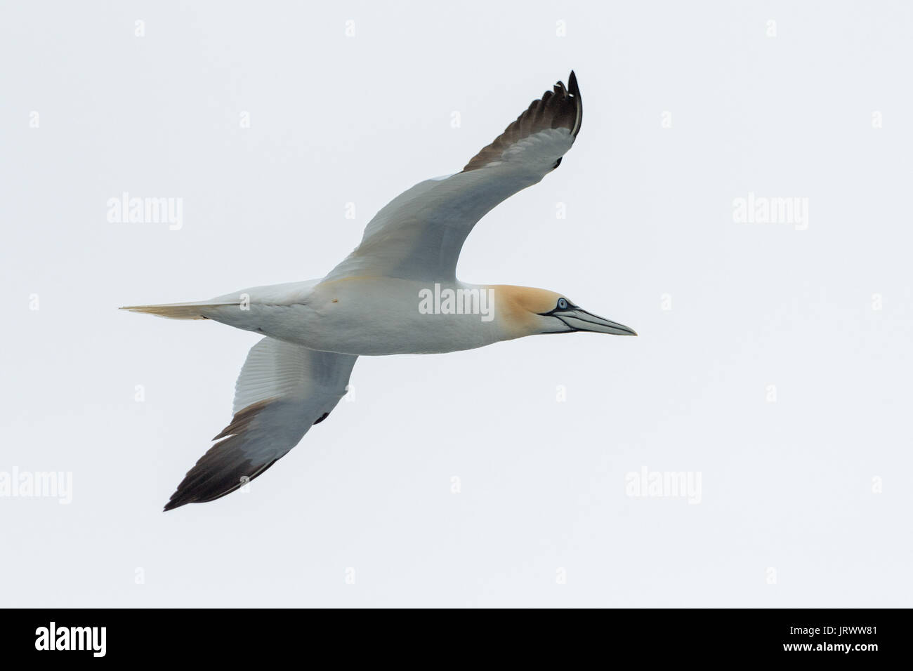 Northern gannet (Morus bassanus) in volo, Mare del Nord Foto Stock