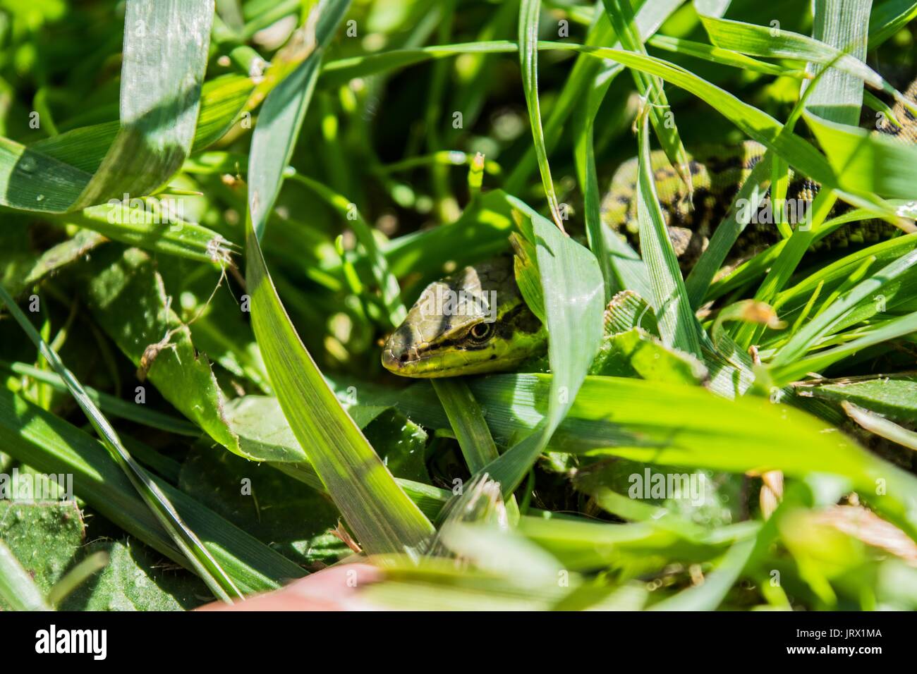 Questa foto rappresenta una lucertola nell'erba. Foto Stock