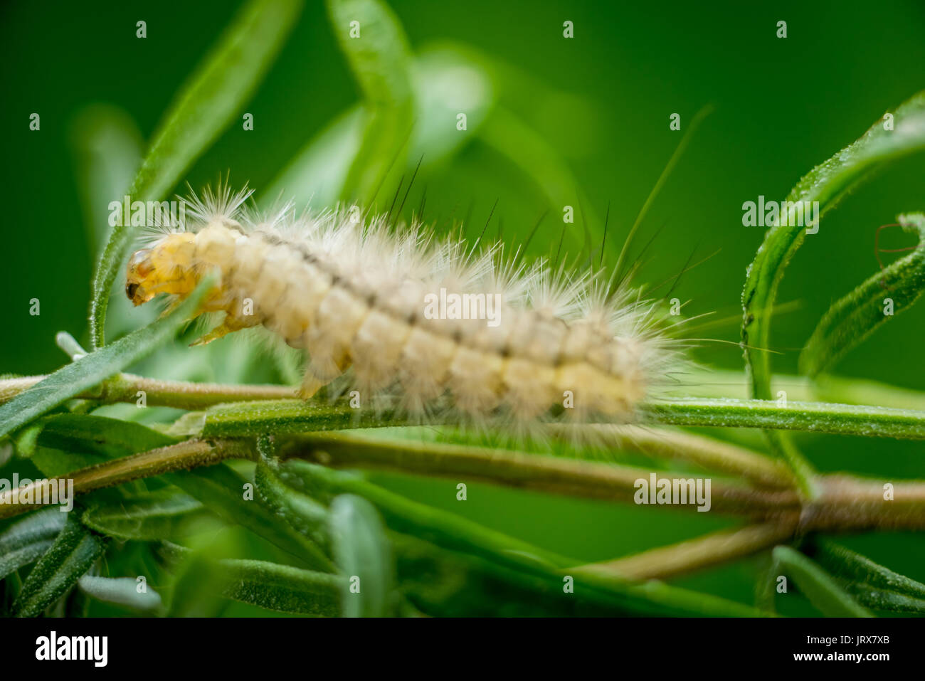 Un tussock moth caterpillar in Brighton Regno Unito Foto Stock