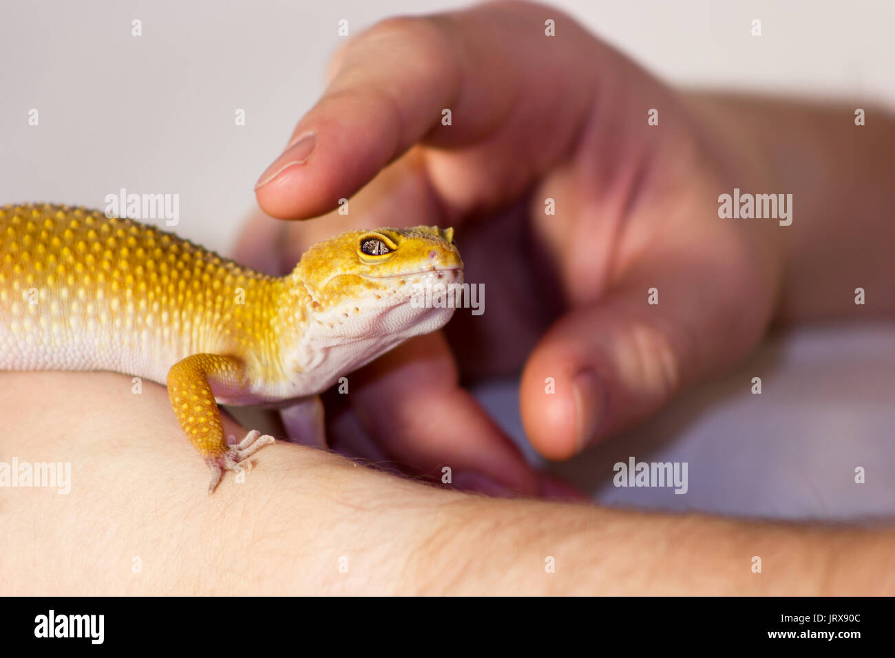 Carino leopard gecko (eublepharis macularius) su sfondo neutro Foto Stock