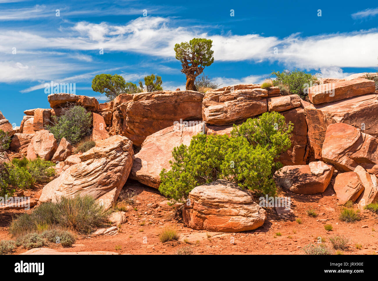 Ampio angolo di paesaggio di rocce di arenaria e vegetazione (alberi, arbusti ed erba) all'interno del parco nazionale di Canyonlands vicino a Moab, dello stato dello Utah, Stati Uniti d'America. Foto Stock