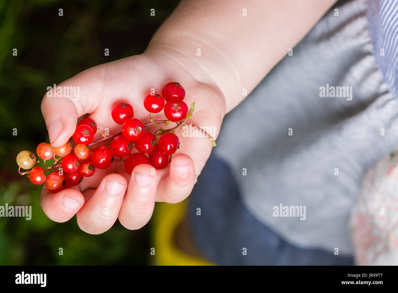 Ribes rosso in mano intorno tutte le fioriture estive Foto Stock