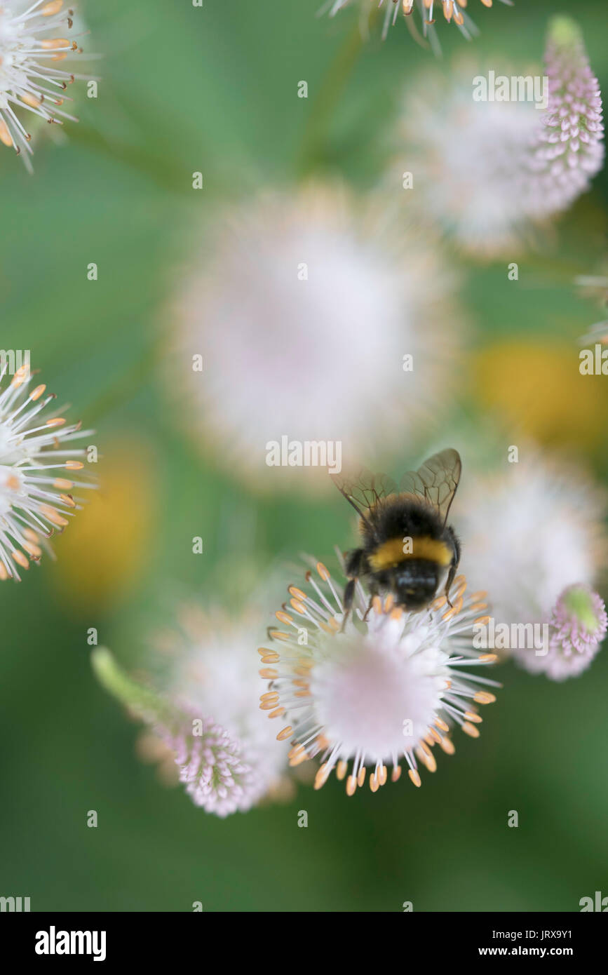 Vista aerea di Bee impollinatori Foto Stock