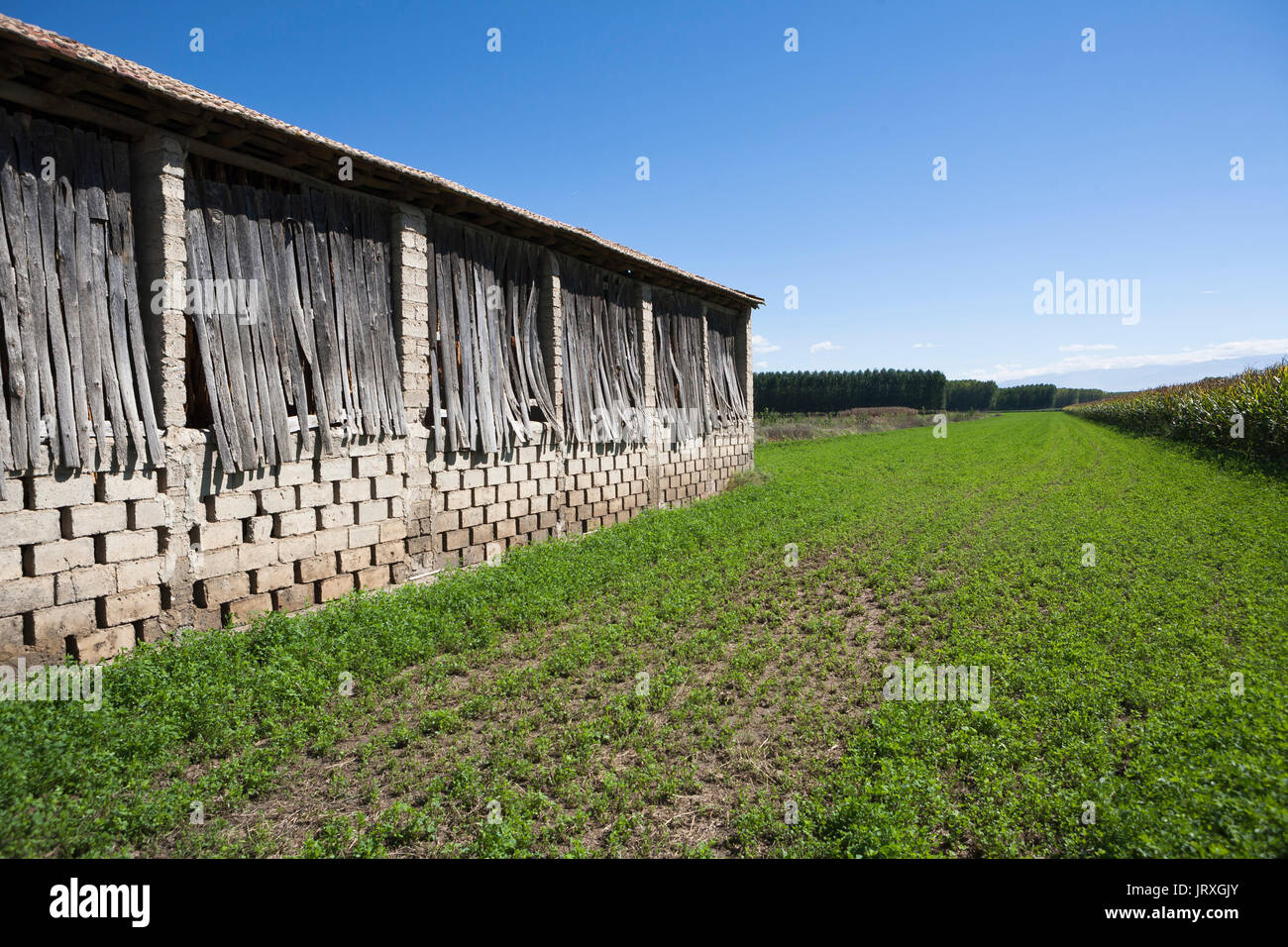 Un capannone di essiccazione su un campo di tabacco nella città di Cijuela, provincia di Granada, Andalusia, Spagna Foto Stock