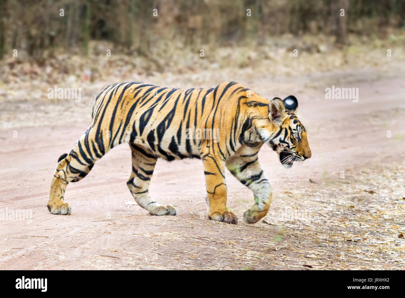 Royal tigre del Bengala o Panthera tigris tigris o Indian Tiger attraversamento strada in Bandhavrgarh national park in India centrale in MadhyaPradesh Foto Stock