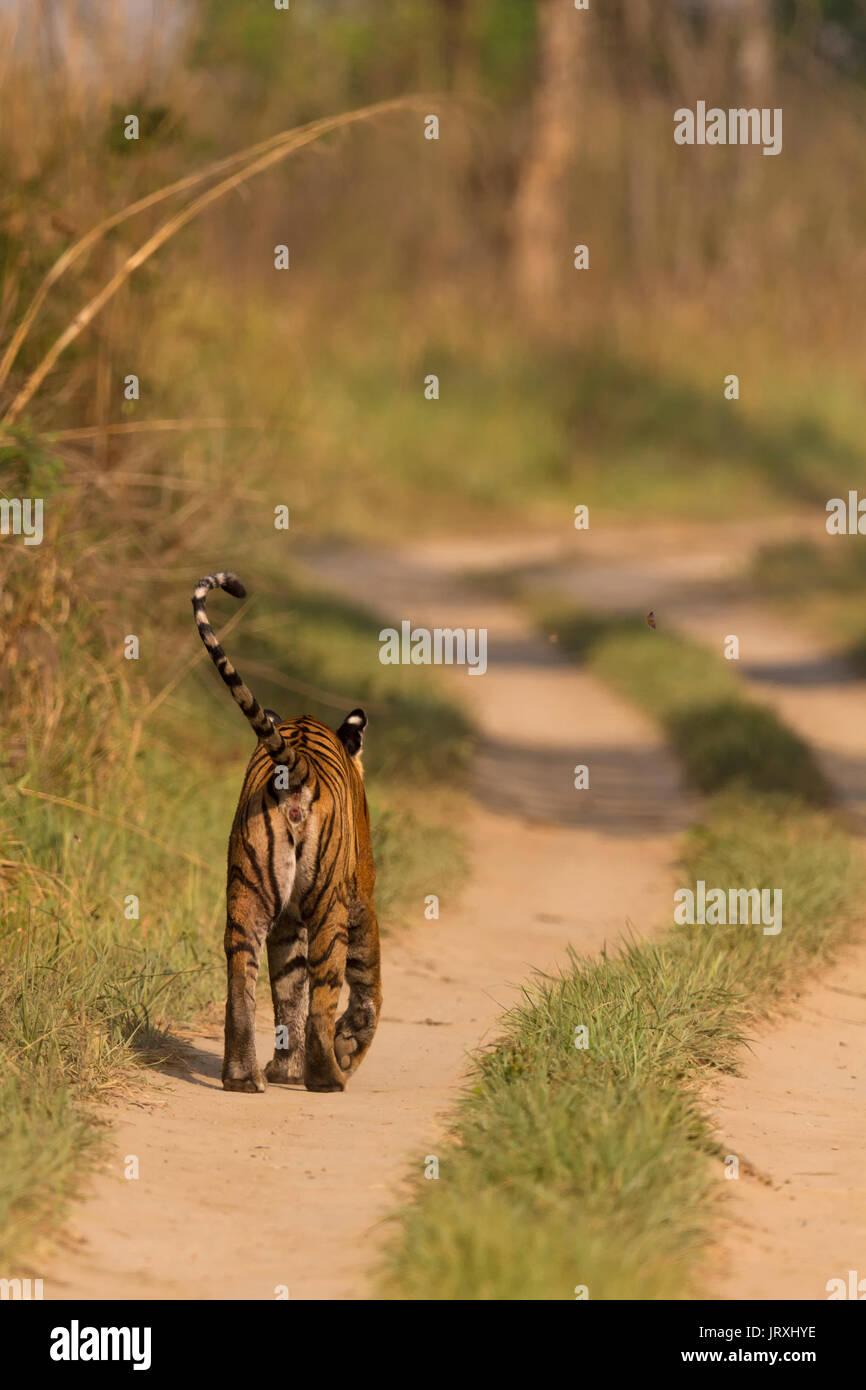 Tigre del Bengala o Panthera tigris tigris o Indian Tiger passeggiate su strada a Jim Corbett National Park in Uttarakhand, India. Foto Stock