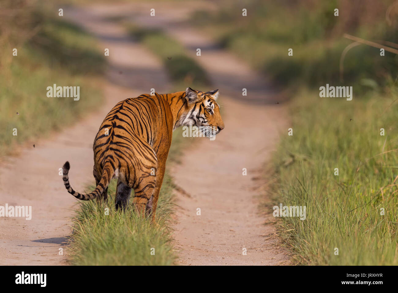 Royal tigre del Bengala o Panthera tigris tigris o Indian Tiger in Jim Corbett National Park in Uttarakhand, India. Foto Stock