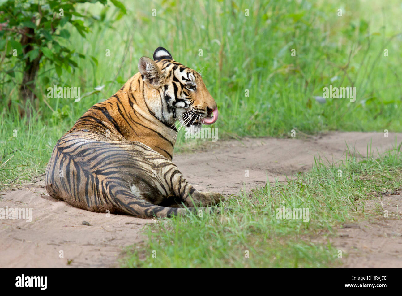 Royal tigre del Bengala o Panthera Tigris Tigris o Indian Tiger seduta su strada a Tadoba National Park, Maharashtra Foto Stock