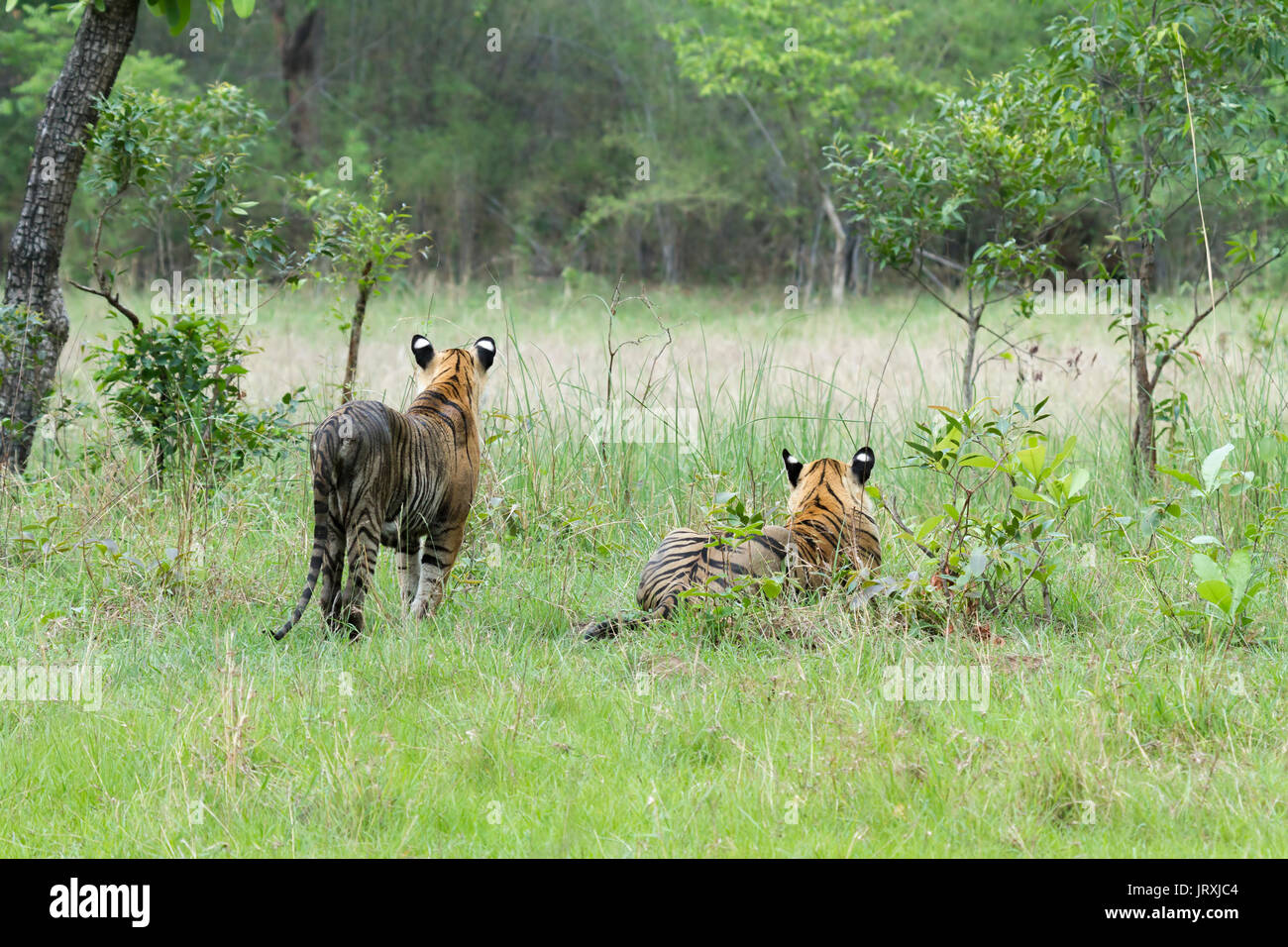 Royal tigre del Bengala pr Panthera Tigris Tigris o Indian Tiger Cubs a Tadoba Parco Nazionale di Maharashtra India Foto Stock