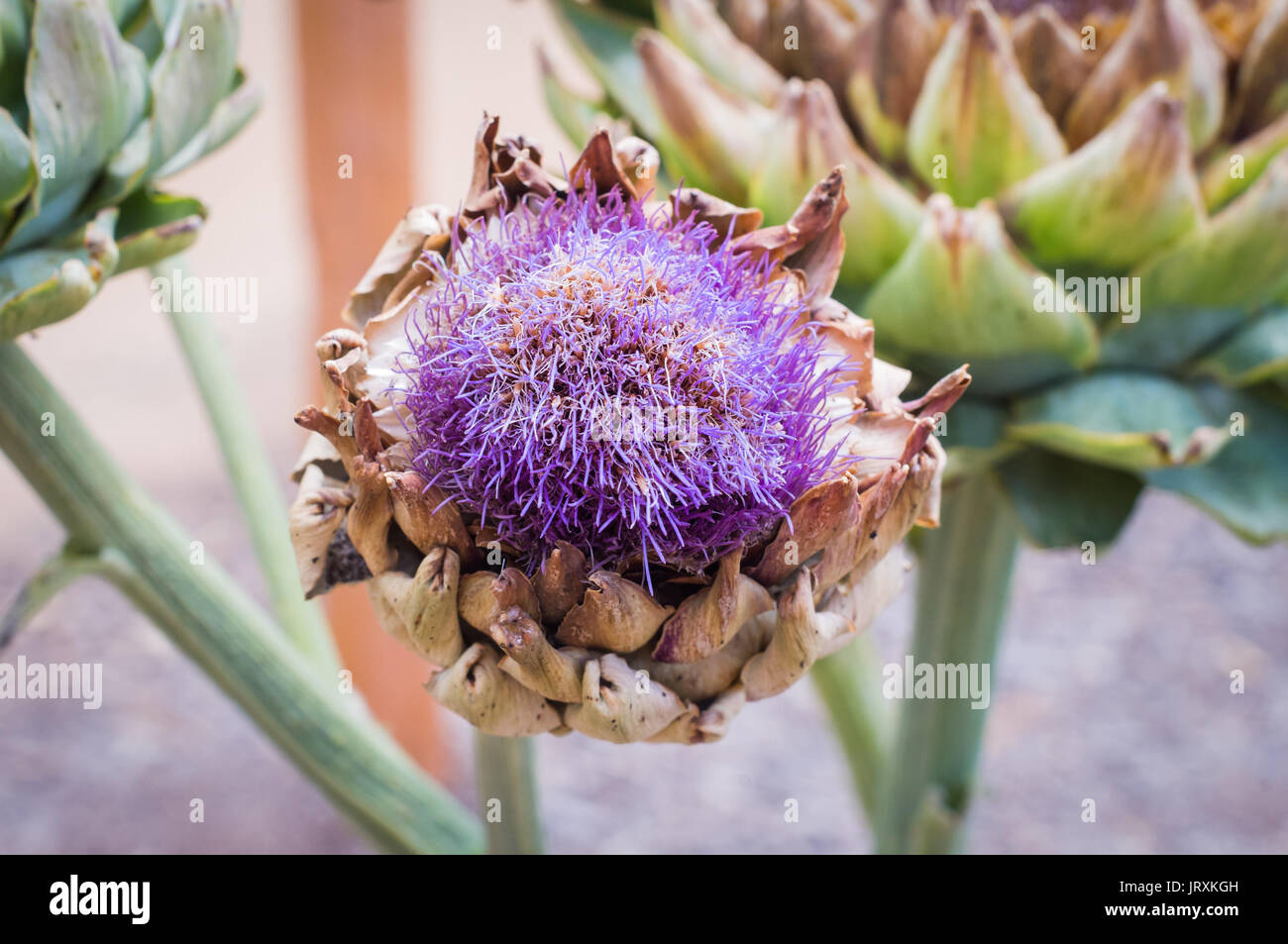 Un globo fiore di carciofo in bloom (Cynara cardunculus var. scolymus) Foto Stock