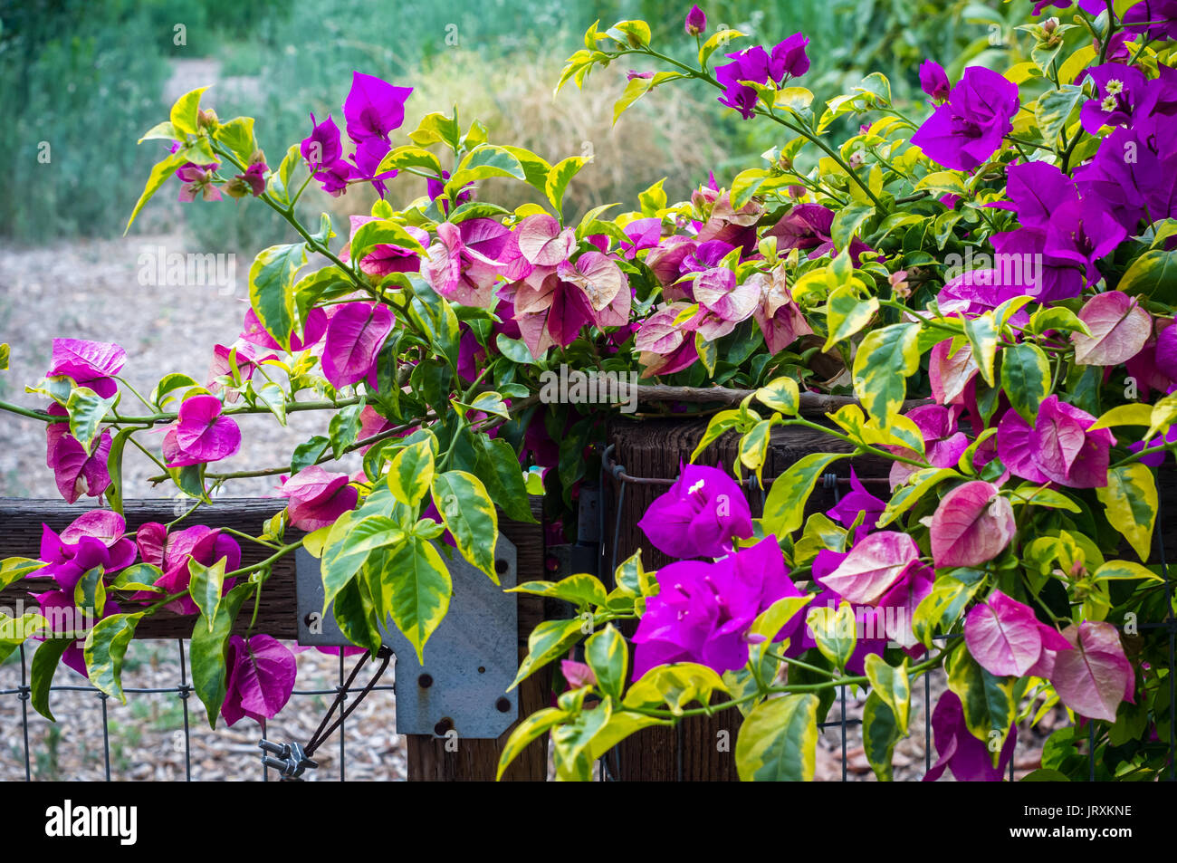 Il Bougainvillea crescente lungo un cancello in legno Foto Stock