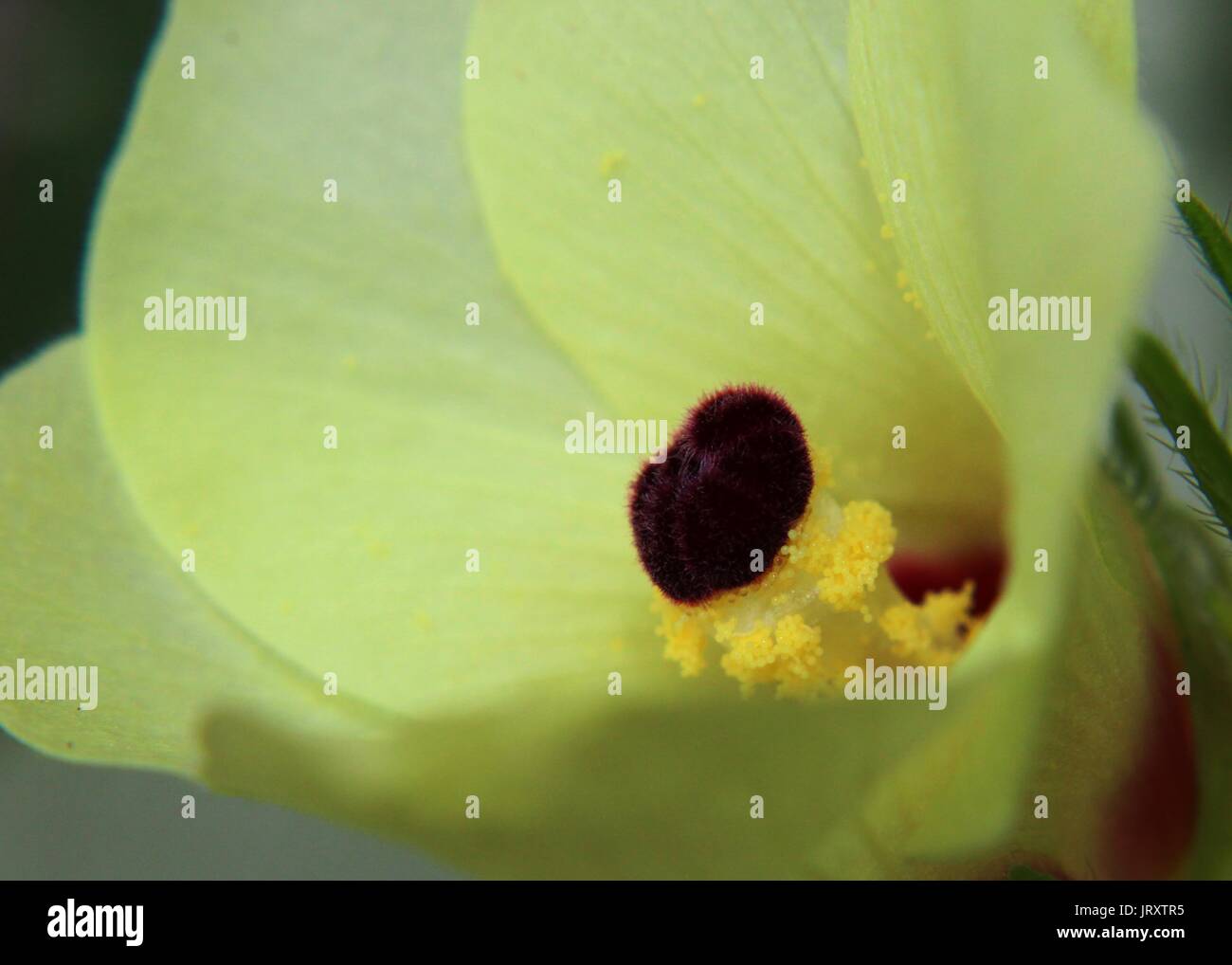 Close-up - macro - vista di un bel colore giallo okra - onorevoli finger - Abelmoschus esculentus - fiori in un giardino di casa ho Foto Stock