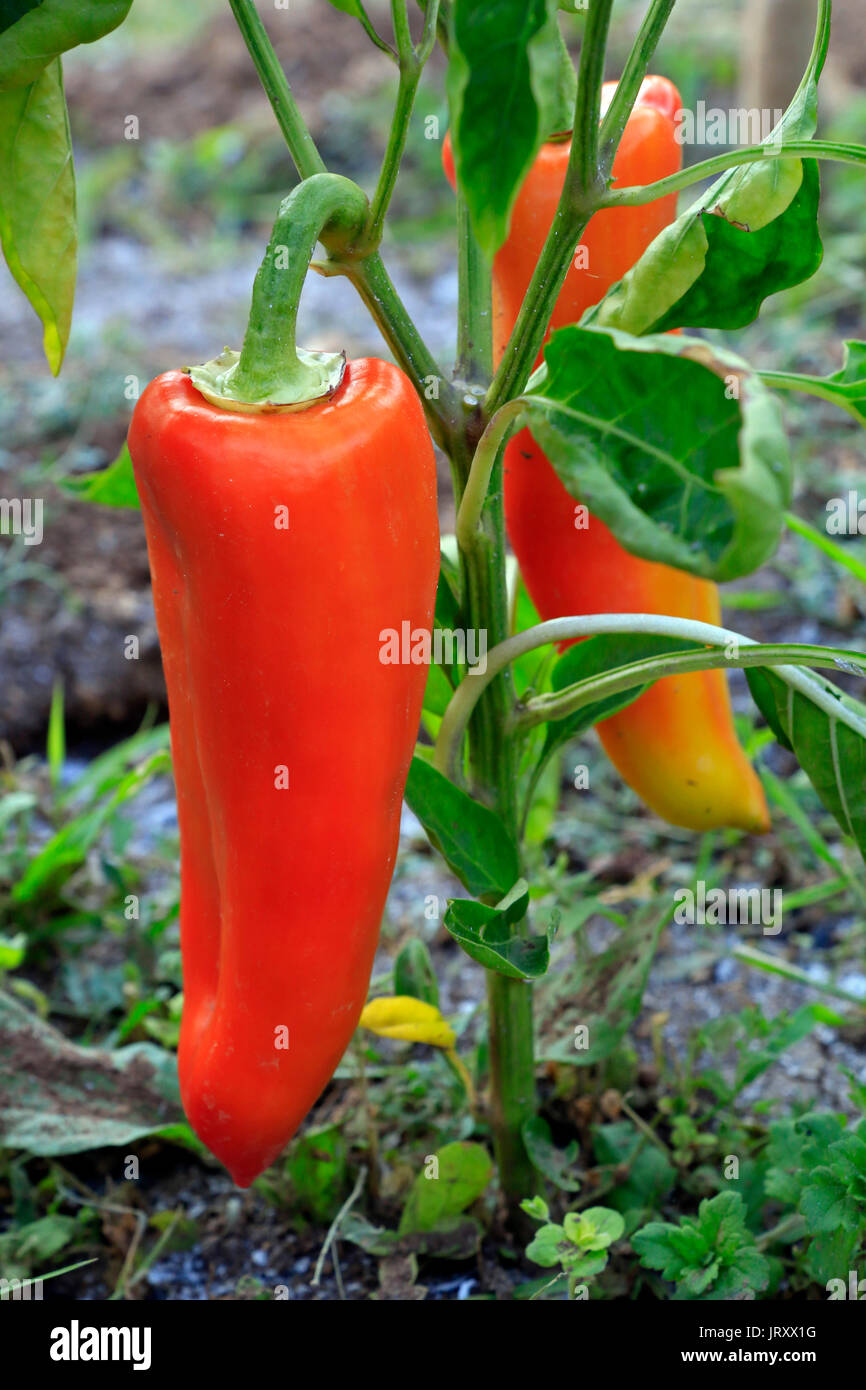 Peperoni rossi in giardino Foto Stock