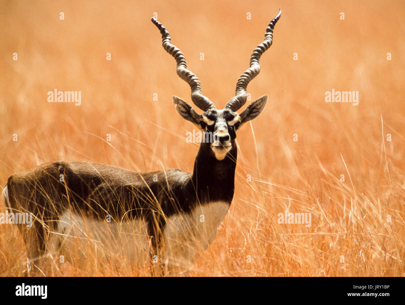 Maschio Blackbuck indiano, noto anche come Blackbuck o indiano, antilope(Antilope cervicapra), Blackbuck National Park, Velavadar, Gujarat, India Foto Stock