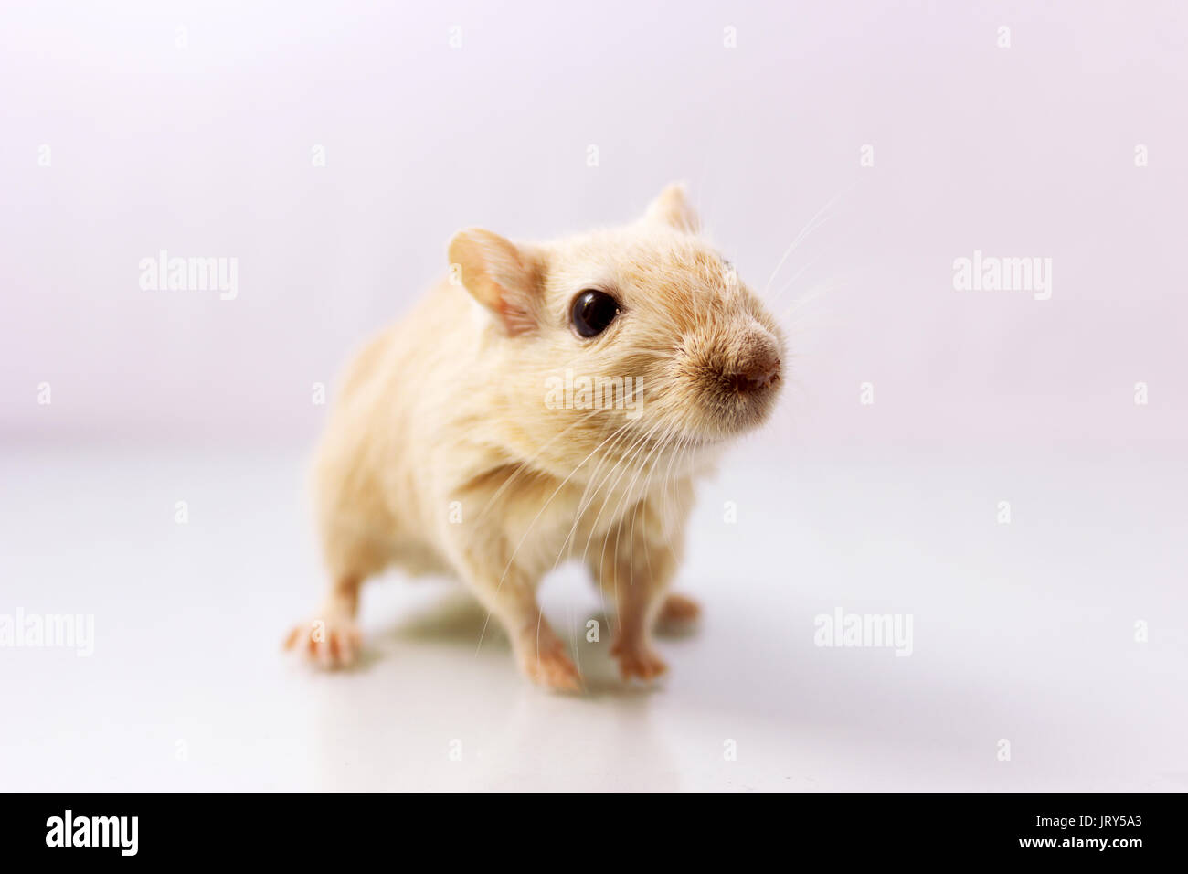 Fluffy piccolo roditore - gerbillo su sfondo bianco Foto Stock