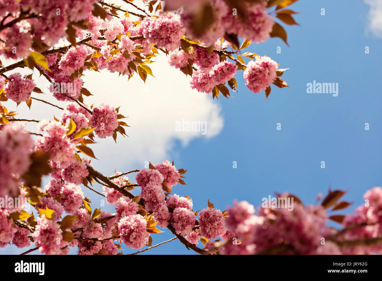 Primo piano della lussureggiante rosa sakura Cherry Blossom Foto Stock