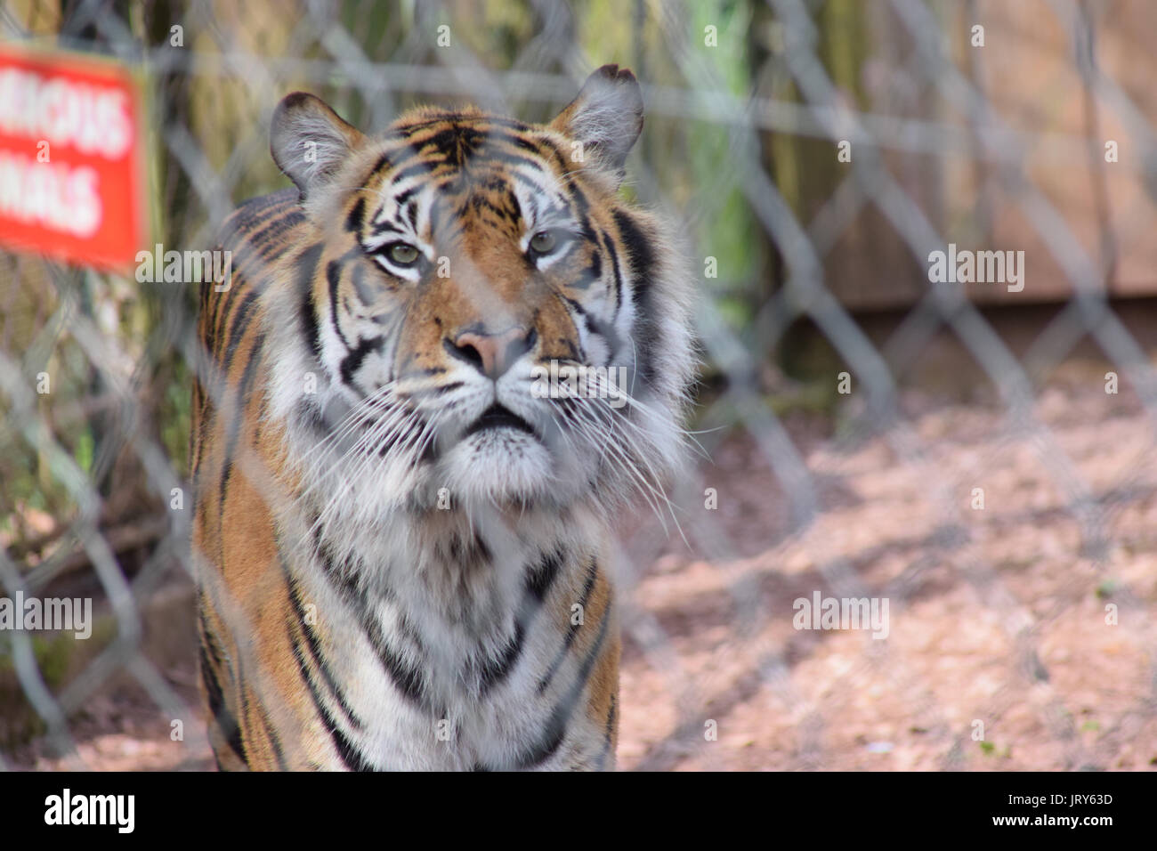 Maschio adulto tiger, dietro le barre della gabbia Foto Stock