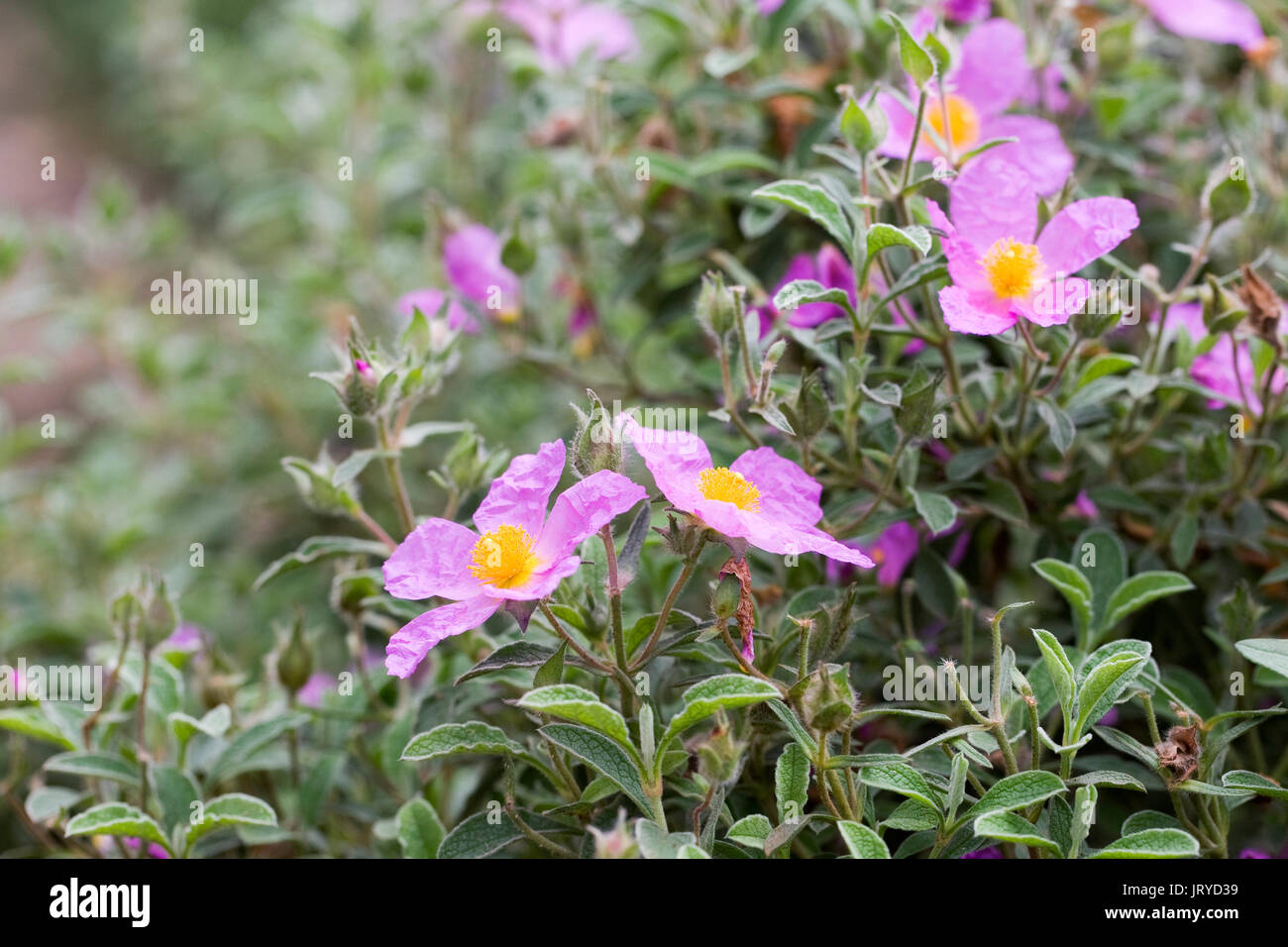 Cistus creticus fiori. Foto Stock