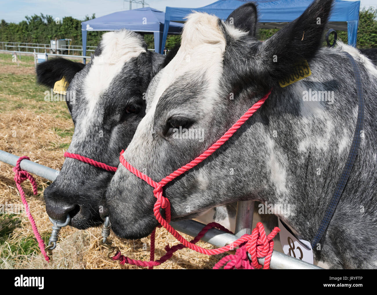Blu grigio vacche a una fiera di paese in Cornovaglia, Inghilterra, Regno Unito. Foto Stock