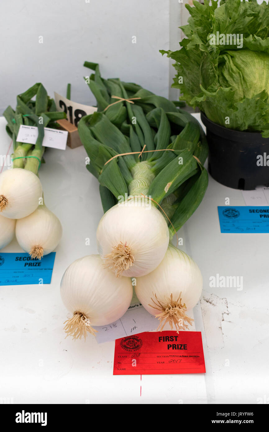 Il primo premio vincendo le cipolle in un vegetale mostra in Cornovaglia, England, Regno Unito Foto Stock
