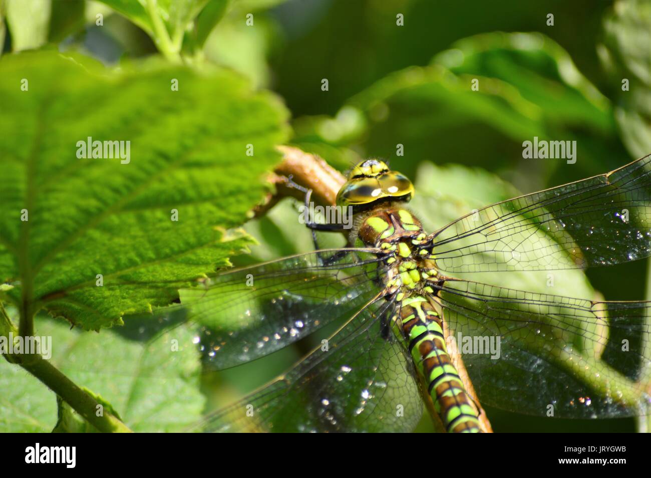 Dragonfly, close-up di una femmina di Southern Hawker Libellula Foto Stock