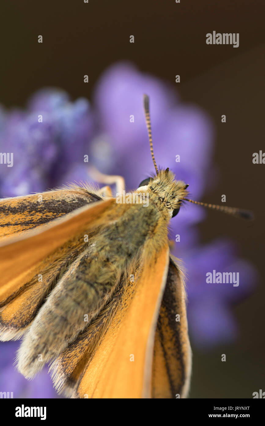 Piccola Skipper farfalla sulla cima di lavanda Foto Stock