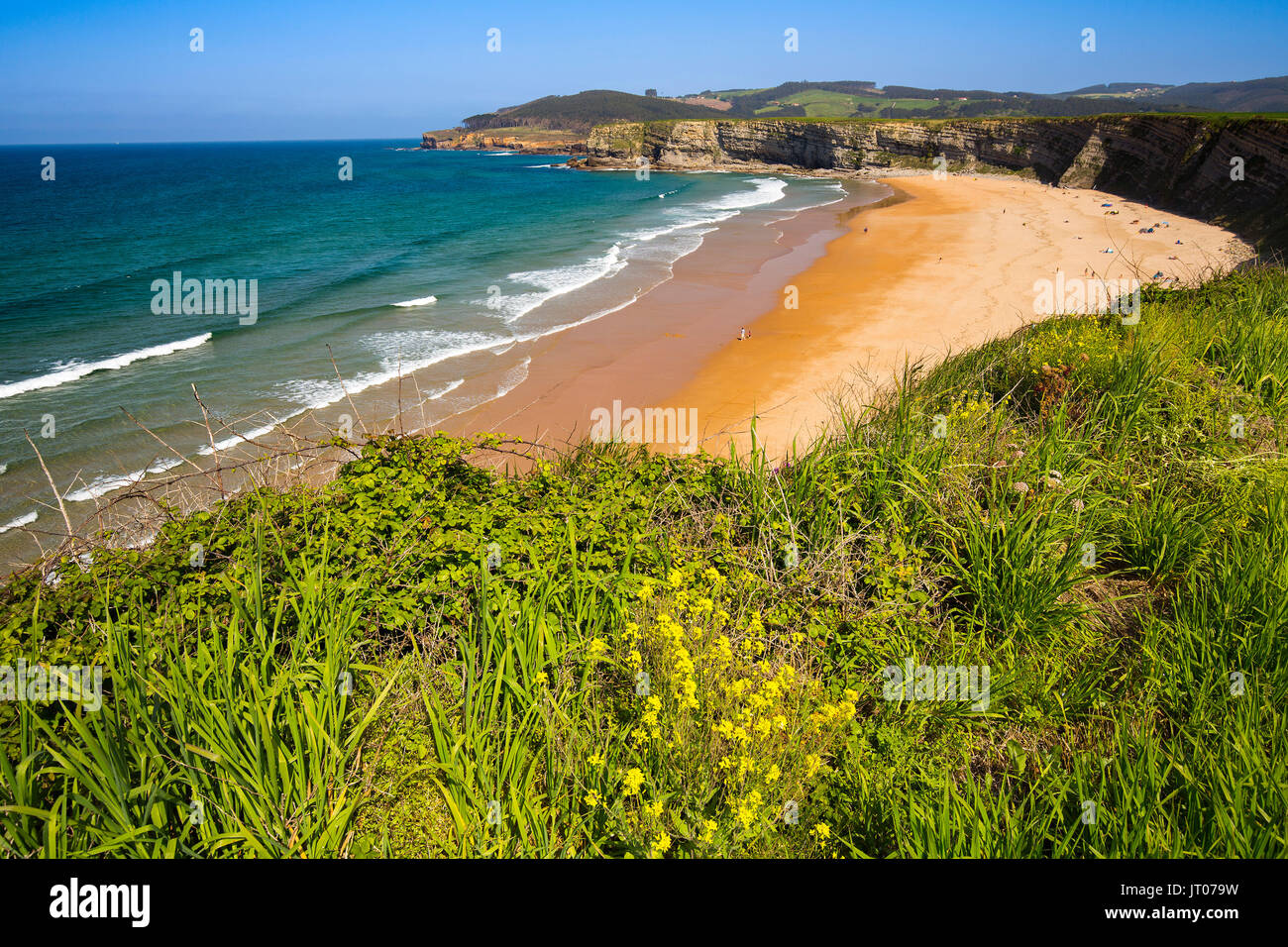 Prato di erba verde e fiori. A Langre beach, Ribamontan al Mar, Trasmiera costa. Mare Cantabrico. Cantabria spagna. Europa Foto Stock