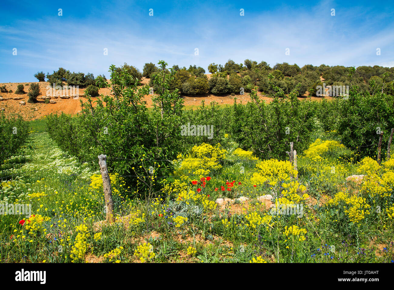 L'agricoltura. Campo di coltivazione, nei pressi di Azrou, Medio Atlante. Il Marocco, Maghreb Nord Africa Foto Stock