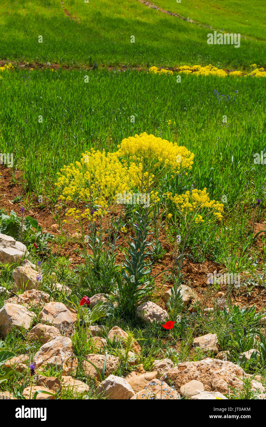 L'agricoltura. Campo di coltivazione, nei pressi di Azrou, Medio Atlante. Il Marocco, Maghreb Nord Africa Foto Stock