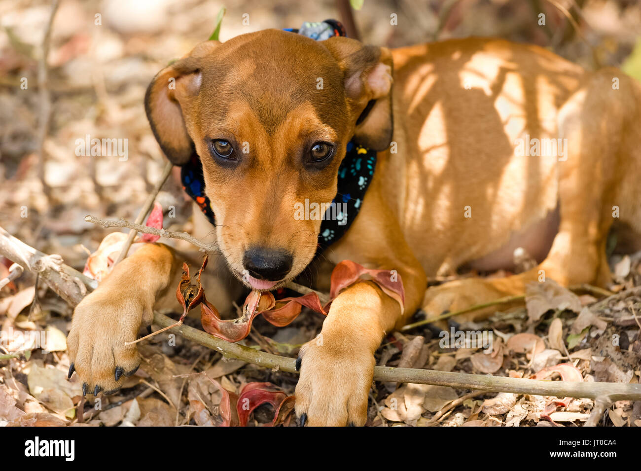 Un grazioso cucciolo marrone sta cercando con splendidi occhi morbido. Foto Stock