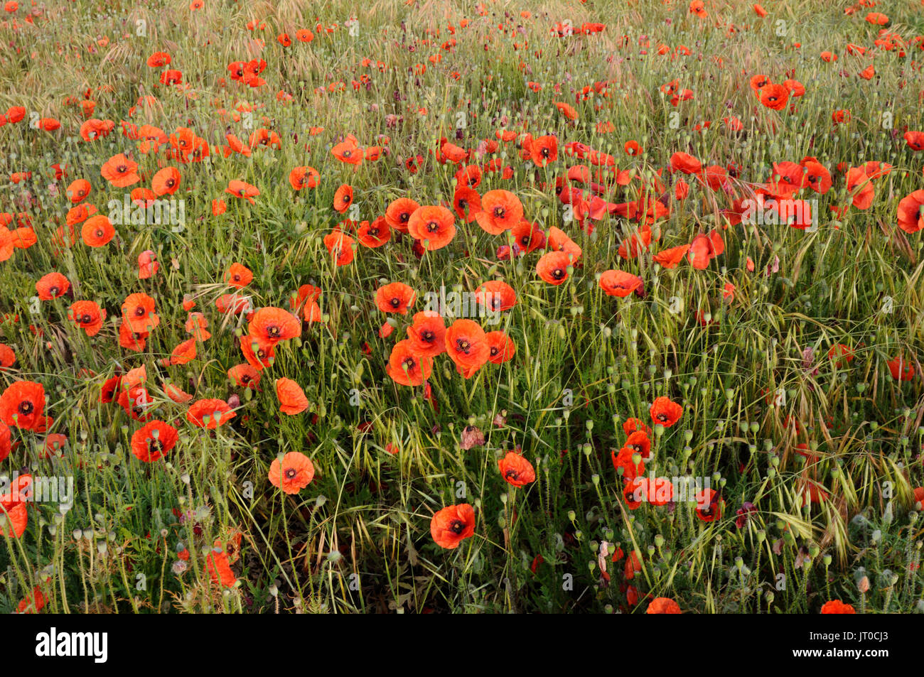Un campo di comune o mais papaveri ( Papaver rhoeas ) Foto Stock