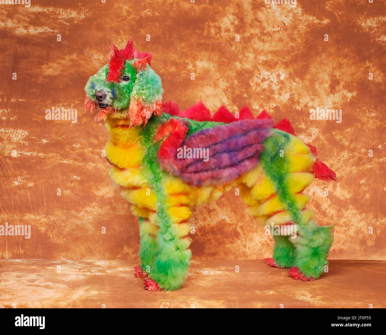 New England Show di toelettatura, Sturbridge, Massachusetts, STATI UNITI D'AMERICA (ott 2016). Rifatti gli occhi con la più stravagante pooches si sono mai probabilità di corte spot Foto Stock