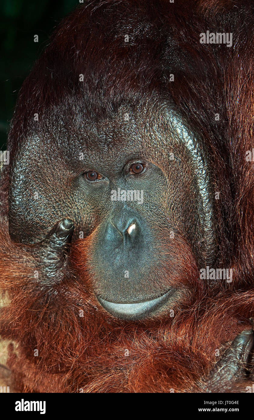 Testa maschile di Orang Utan pongo pygmaeus IN BORNEO Foto Stock