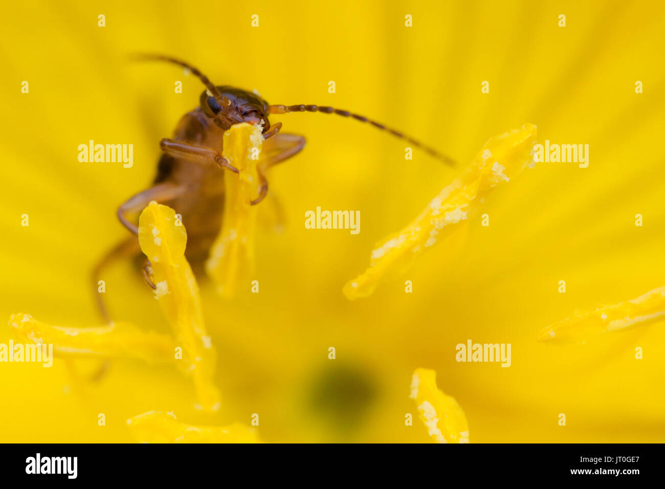 Un insetto alimentando il polline di un fiore giallo Foto Stock