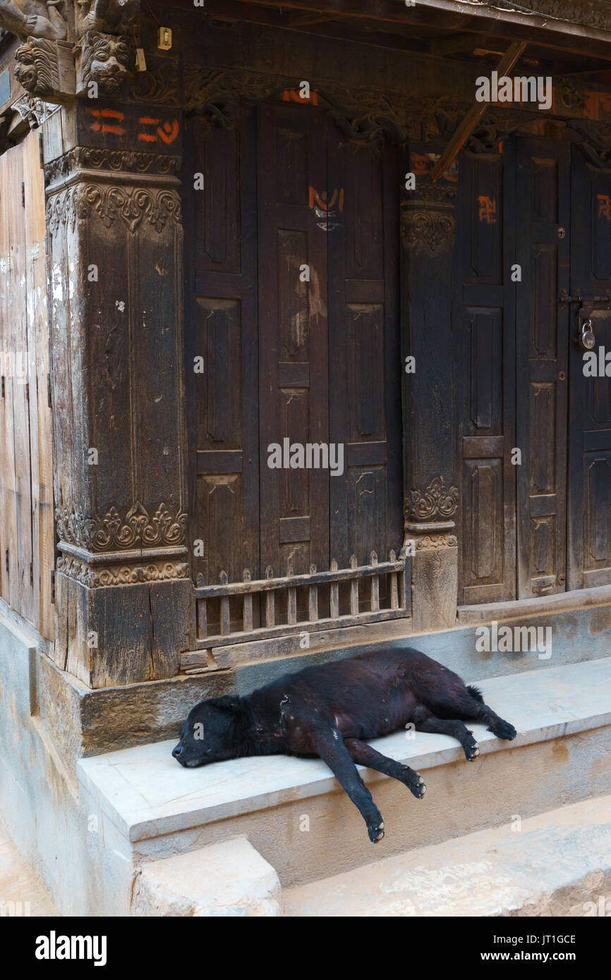 Cane nero dorme sotto il portico di una antica casa di Bhaktapur, Nepal. Foto Stock