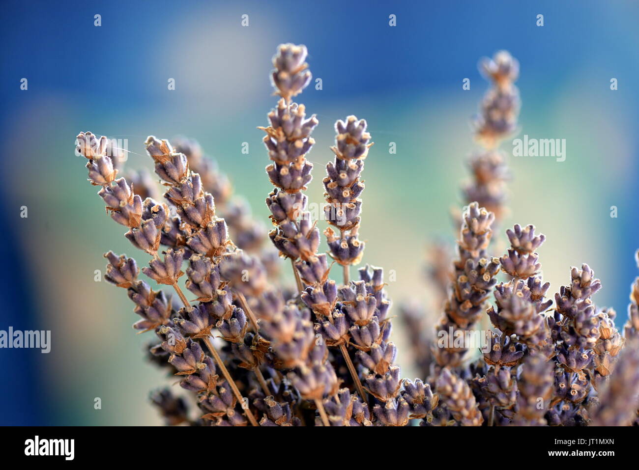 Lavanda Foto Stock