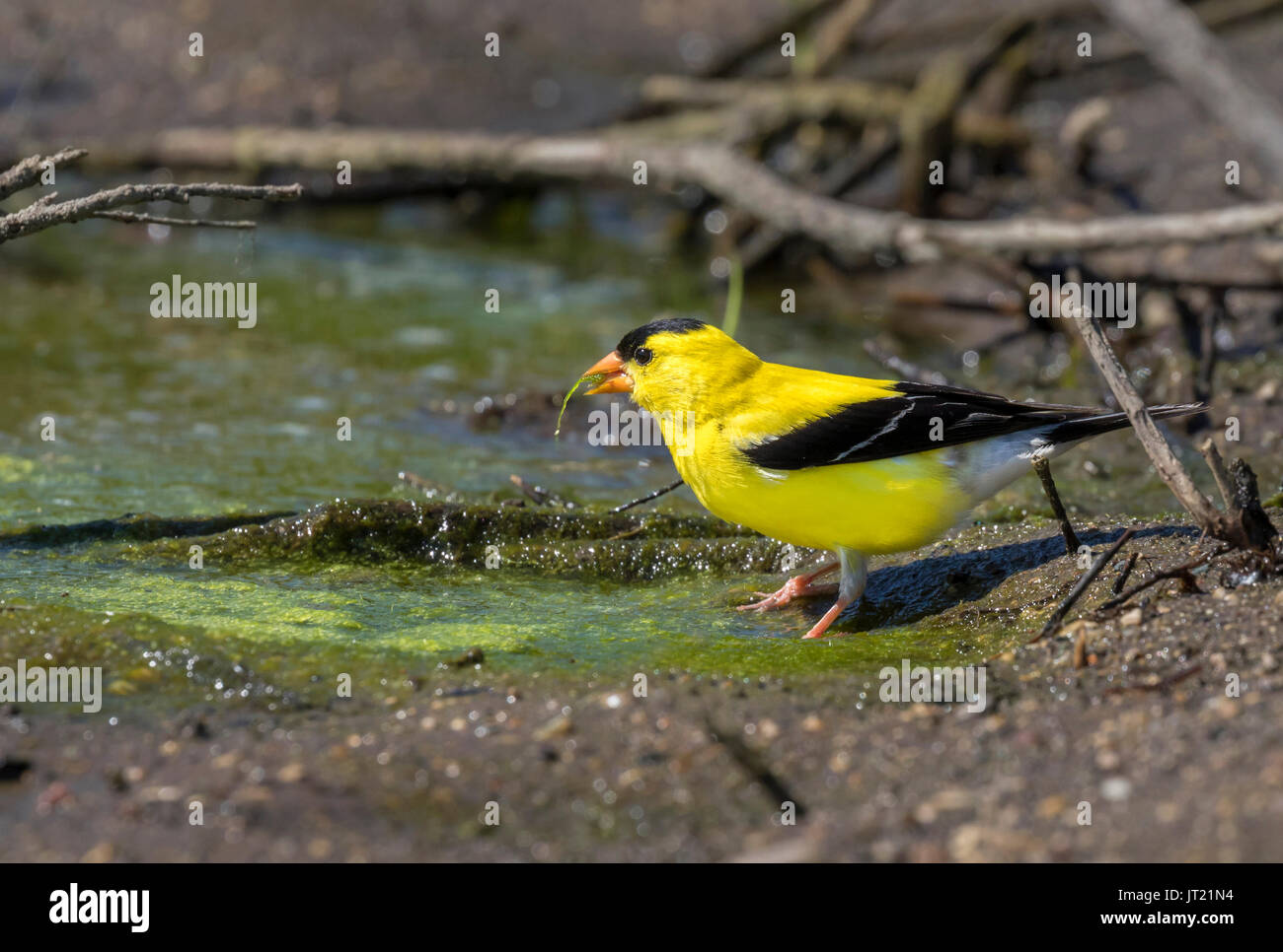 American cardellino (Spinus tristis), maschio adulto, mangiare alghe sul bordo di un lago di foresta, Ames, Iowa, USA. Foto Stock