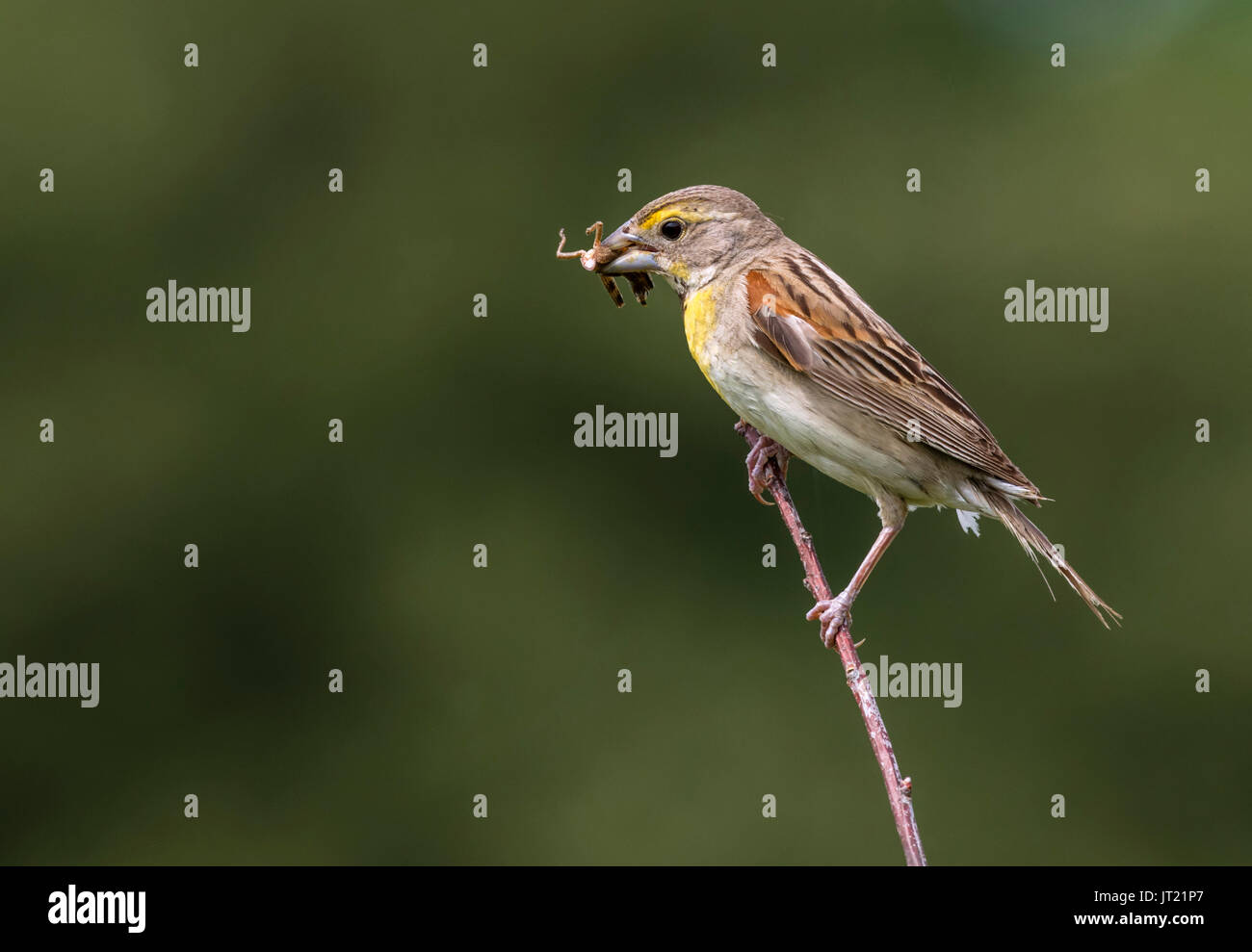 Dickcissel (Spiza americana), uomo adulto con una cavalletta nel becco, Ames, Iowa, USA Foto Stock