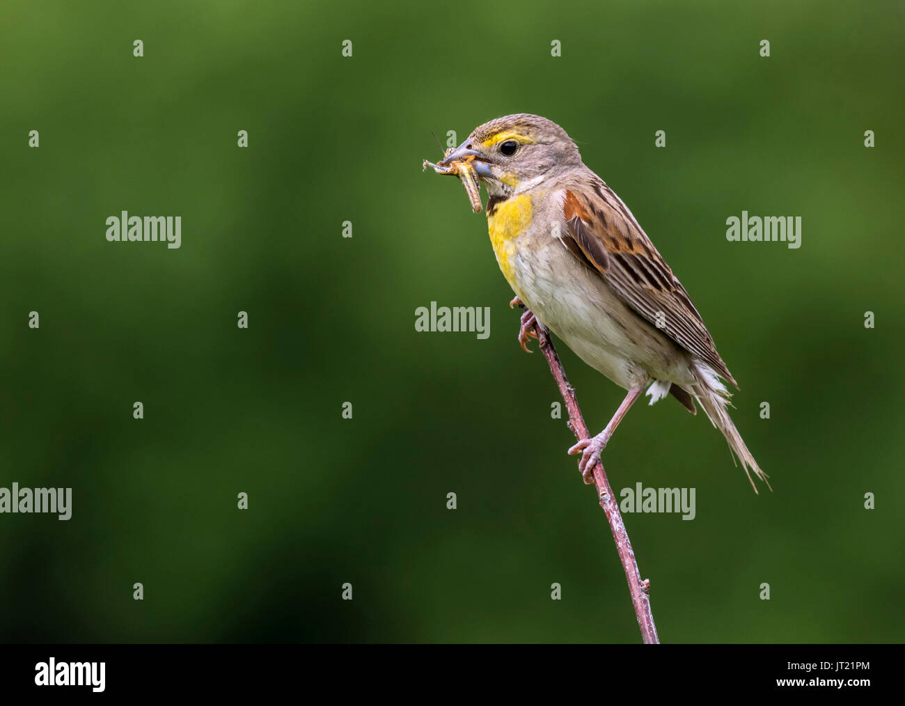 Dickcissel (Spiza americana), uomo adulto con una cavalletta nel becco, Ames, Iowa, USA Foto Stock