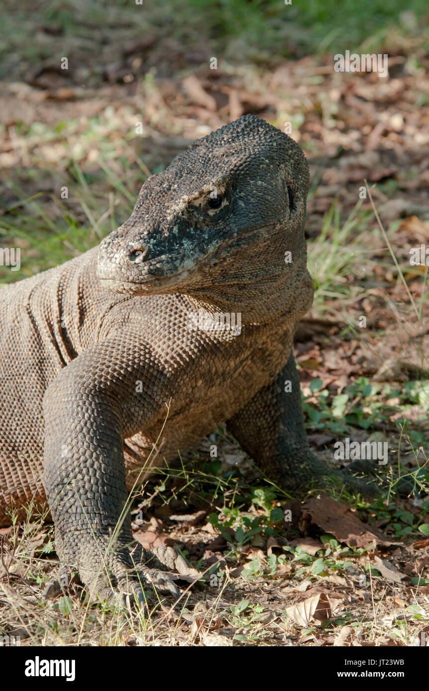 Drago di Komodo guarda oltre la spalla, Parco Nazionale di Komodo, Indonesia Foto Stock