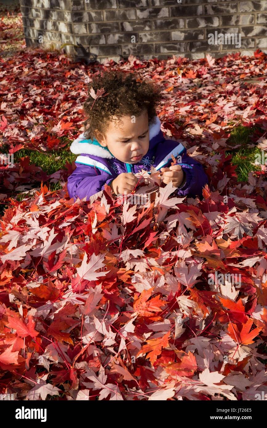 Vadnais Heights, Minnesota. Due anni di bi-razziale bambino che gioca in una pila di cadono le foglie in autunno. Foto Stock