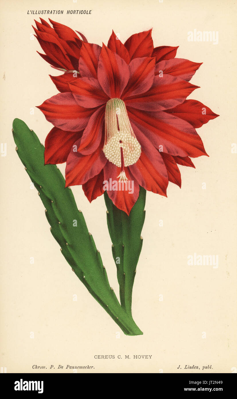 Heliocereus speciosus o Disocactus speciosus (speciosissimus cereus var. hoveyi). Chromolithograph da Pieter de Pannemaeker da Jean Linden's'Illustration horticole, Bruxelles, 1885. Foto Stock