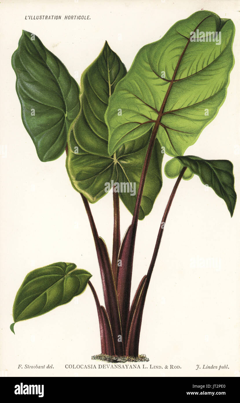 Alocasia devansayana (Colocasia devansayana). Chromolithograph da Francois Stroobant da Jean Linden's'Illustration horticole, Bruxelles, 1885. Foto Stock