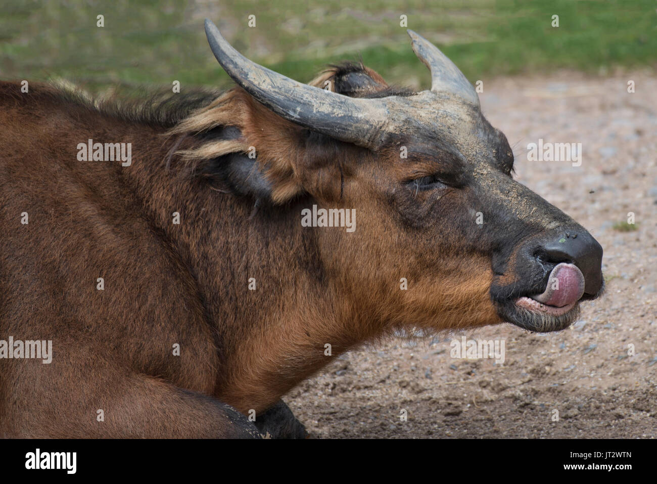 Un vicino ritratto di una foresta africana buffalo giacente a terra con la lingua fuori leccare le sue labbra Foto Stock