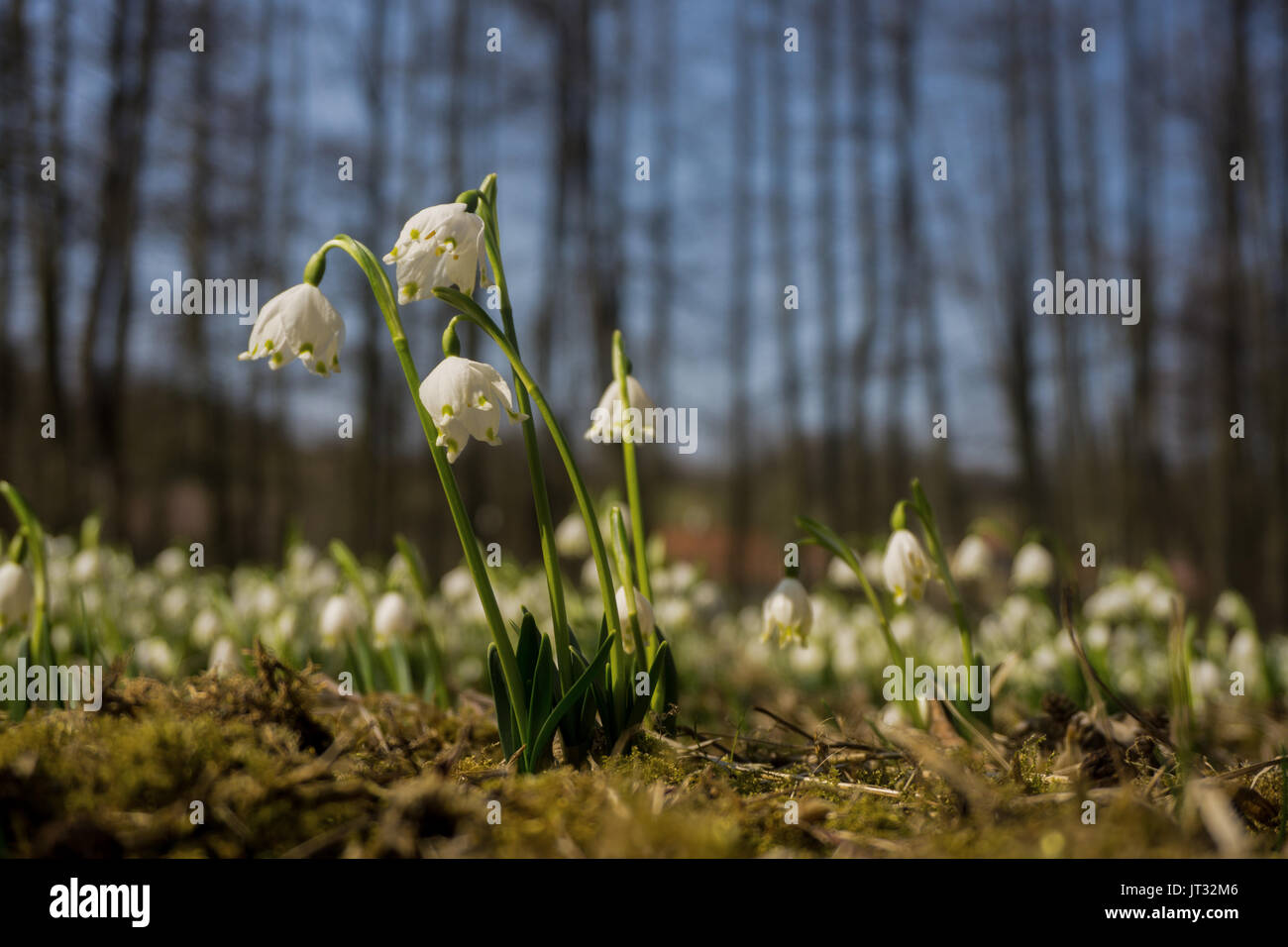 Close-up di fiori snowdrop in marzo, Třebichovická olšinka, Repubblica Ceca. Sněženky v v březnu Třebichovické olšince, Středočeský kraj. Foto Stock
