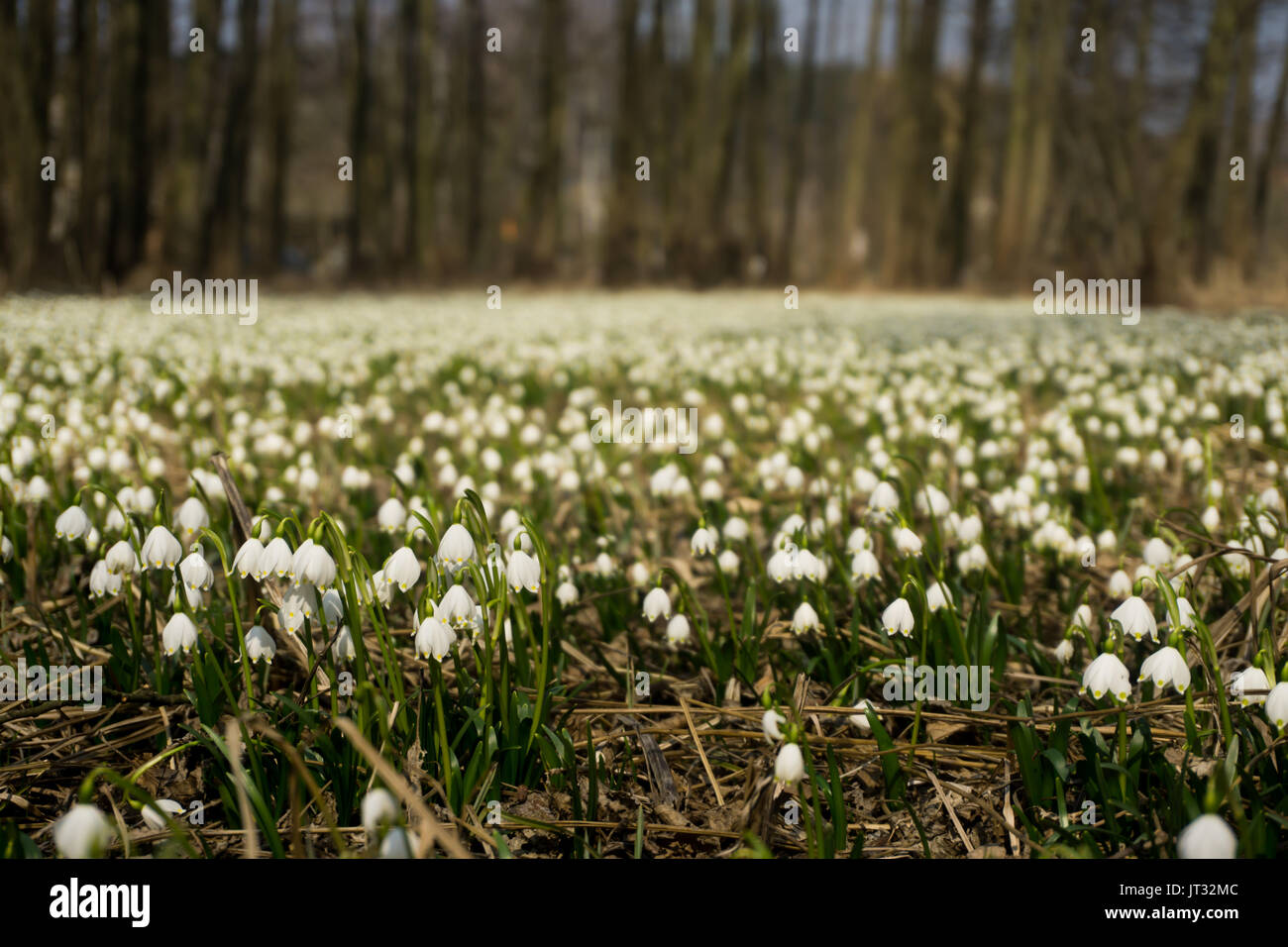 Snowdrop fiori in marzo, Třebichovická olšinka, Repubblica Ceca. Sněženky v v březnu Třebichovické olšince, Středočeský kraj. Foto Stock