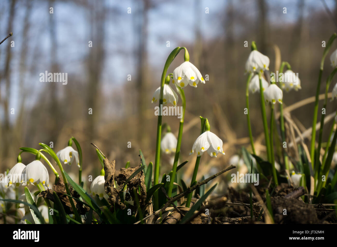 Snowdrop fiori in marzo, Třebichovická olšinka, Repubblica Ceca. Sněženky v v březnu Třebichovické olšince, Středočeský kraj. Foto Stock