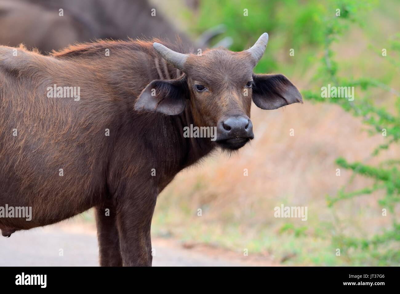 Bufalo africano o bufalo del capo (Syncerus caffer), giovane maschio su una strada asfaltata, il Parco Nazionale Kruger, Sud Africa e Africa Foto Stock