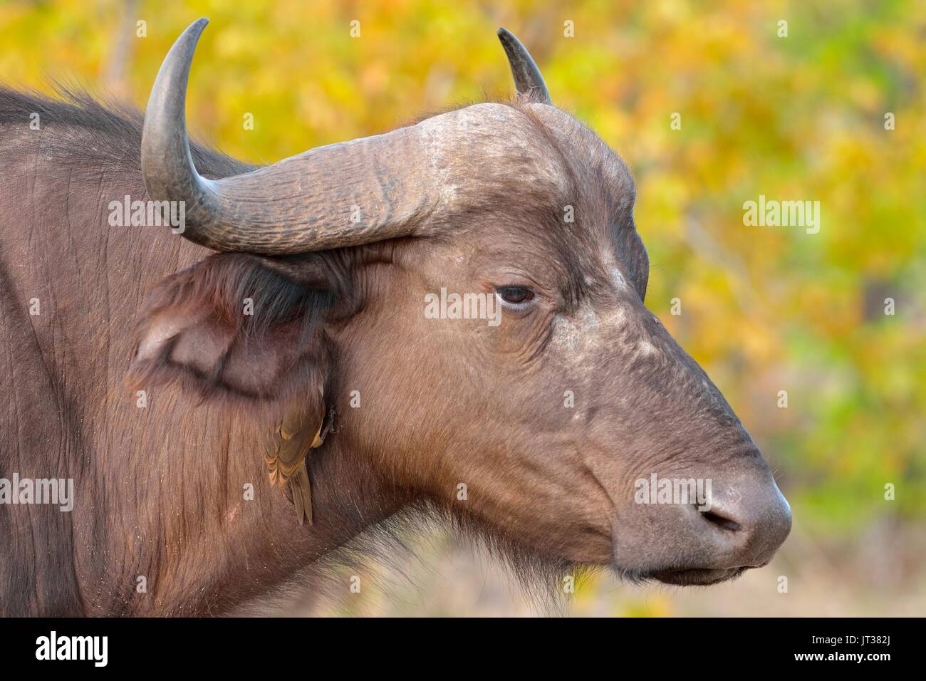 Bufalo africano o bufalo del capo (Syncerus caffer) con il rosso-fatturati oxpecker (Buphagus erythrorhynchus) sul suo collo, Kruger National Park, Sud Africa Foto Stock