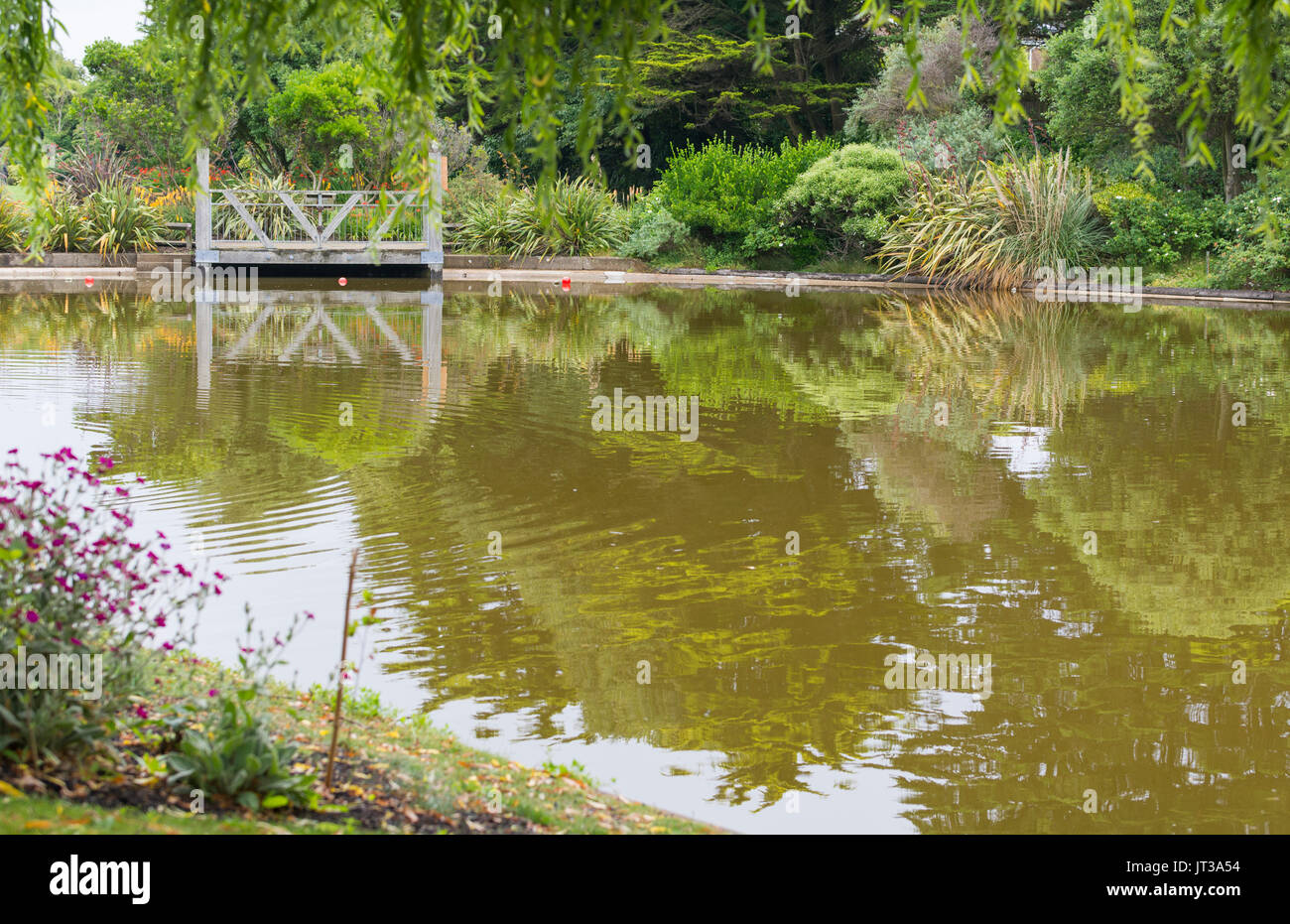 Brown scoloriti in acqua Mewsbrook parco lago in Littlehampton, West Sussex, Regno Unito, durante la calda estate meteo. Foto Stock